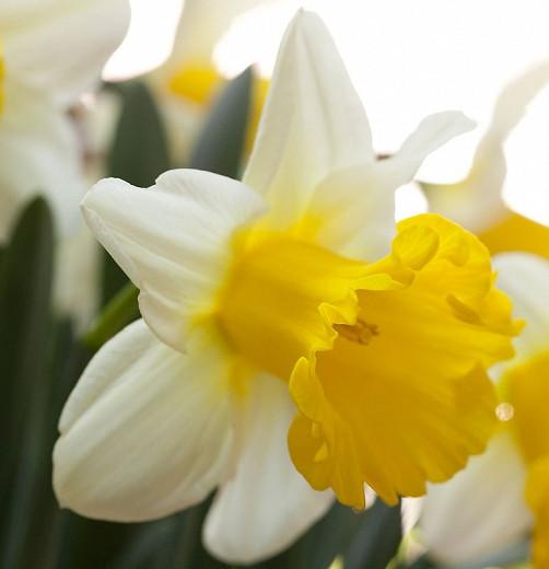 Narcissus 'Goblet', Daffodil 'Goblet', Trumpet Daffodil 'Goblet', Trumpet Daffodil, Spring Bulbs, Spring Flowers, Narcisse Goblet, Trumpet narcissus, Mid-season Daffodil, Mid Spring Daffodil, Mid Spring Narcissus